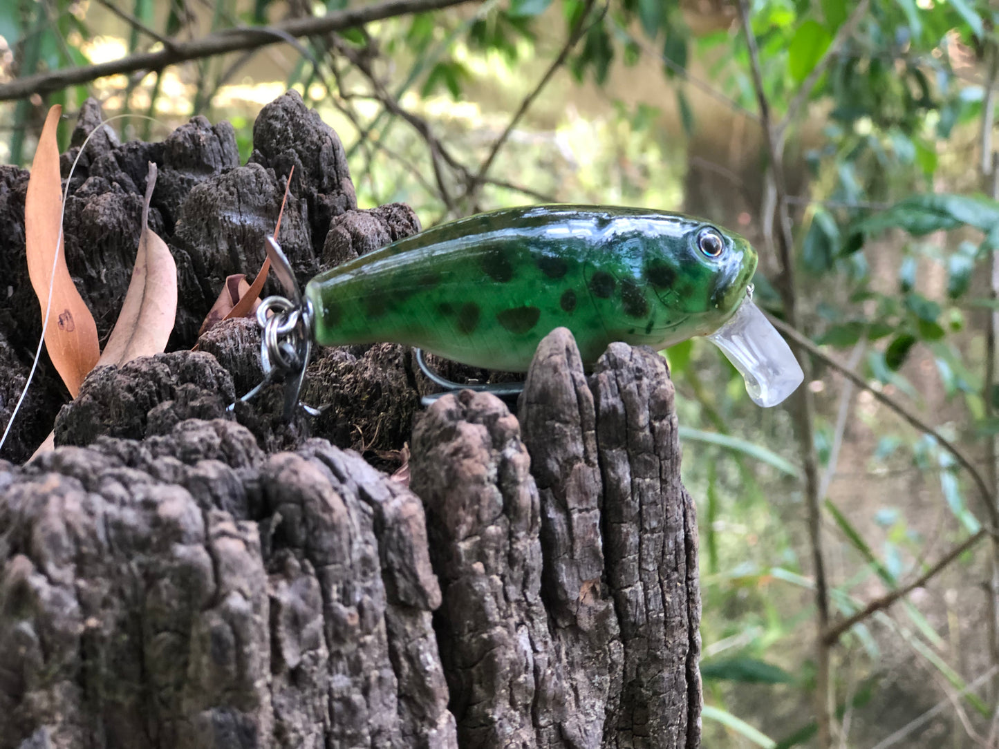 CUSTOM BATTLE FROGS