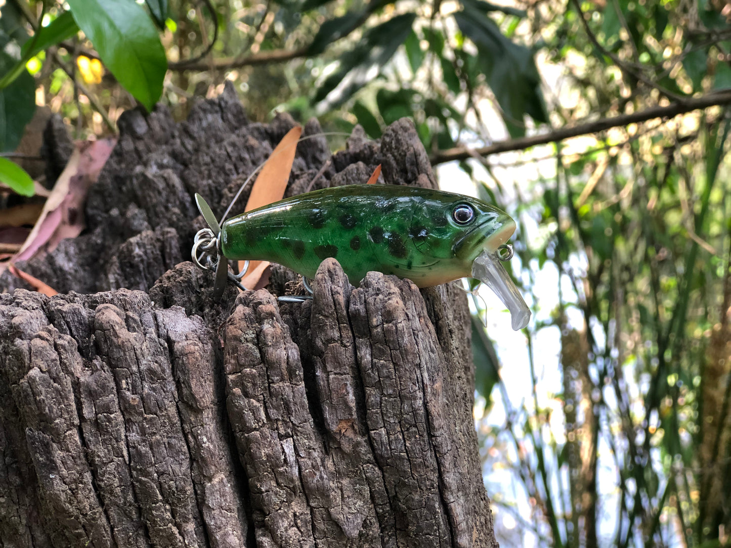 CUSTOM BATTLE FROGS