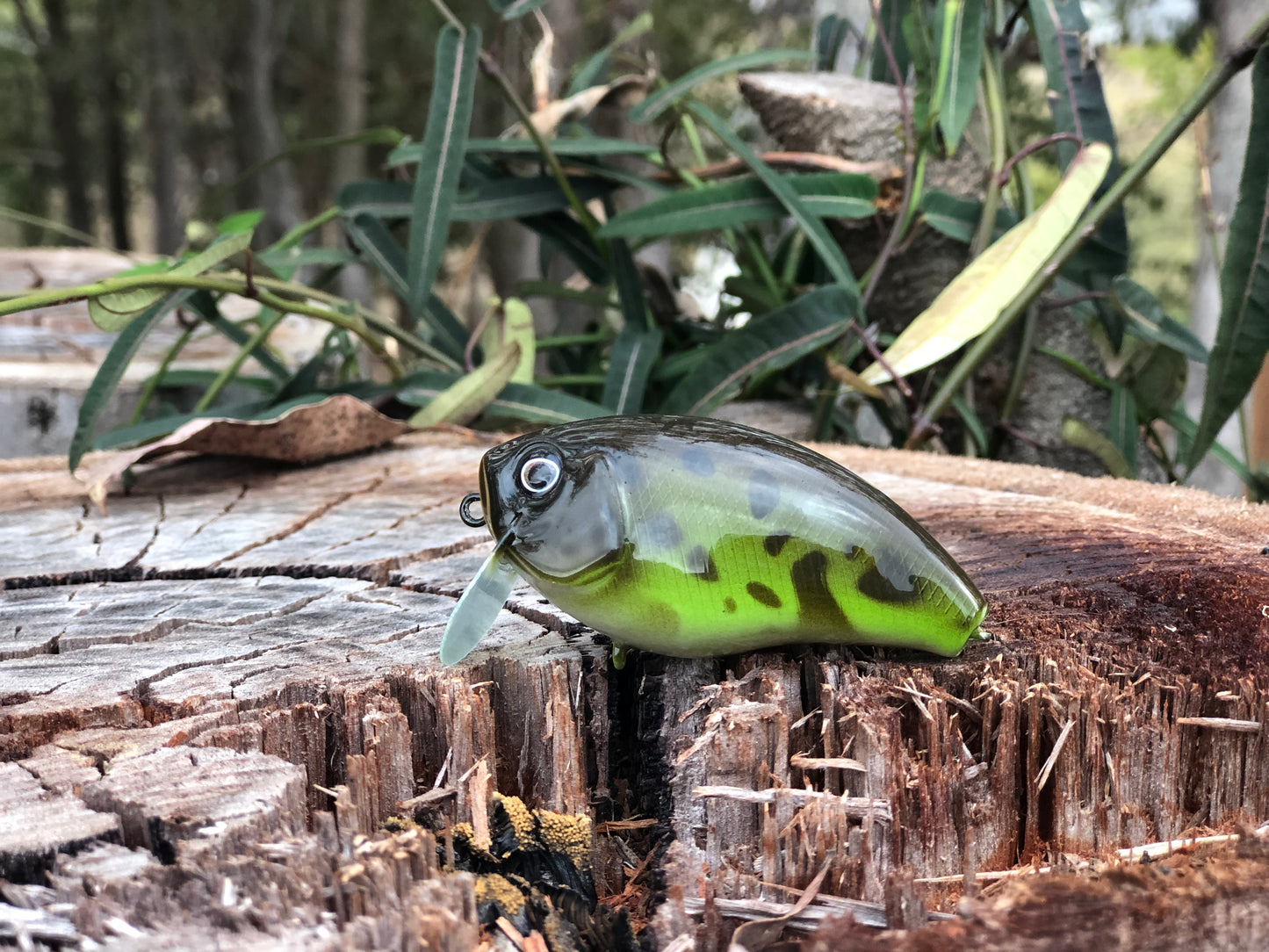 CUSTOM BATTLE FROGS