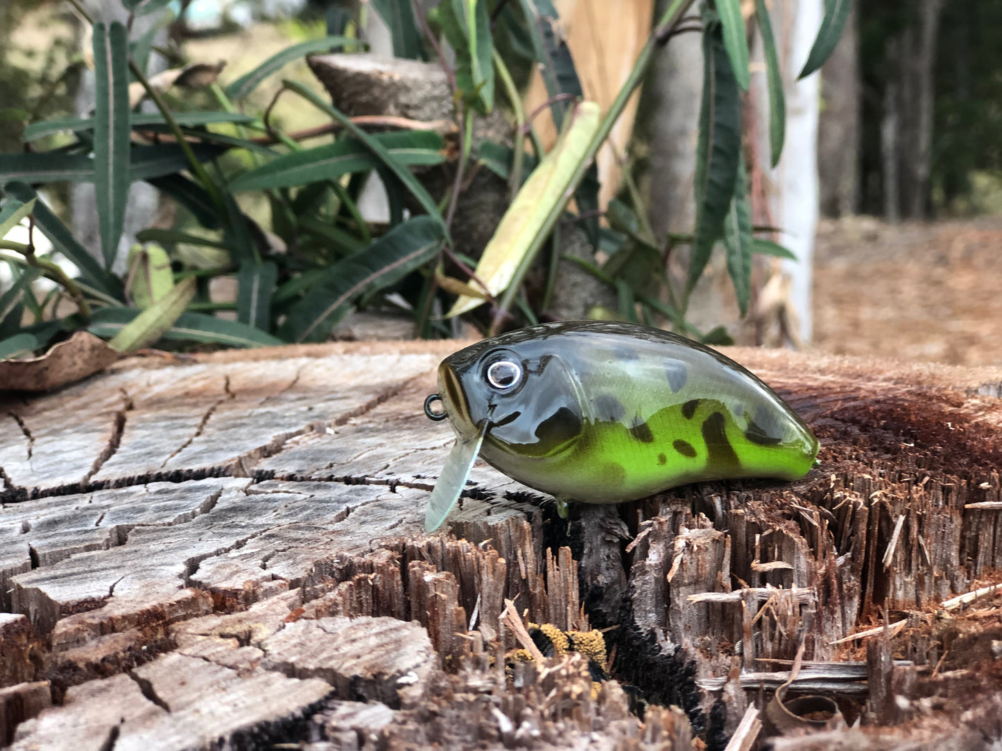 CUSTOM BATTLE FROGS