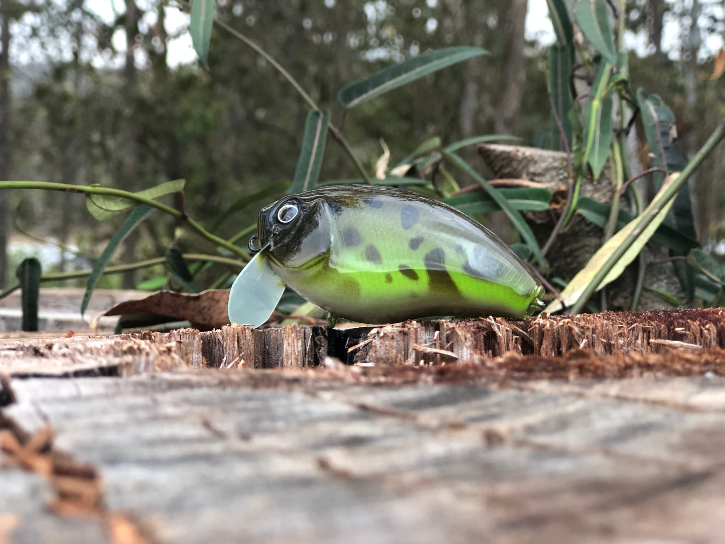 CUSTOM BATTLE FROGS