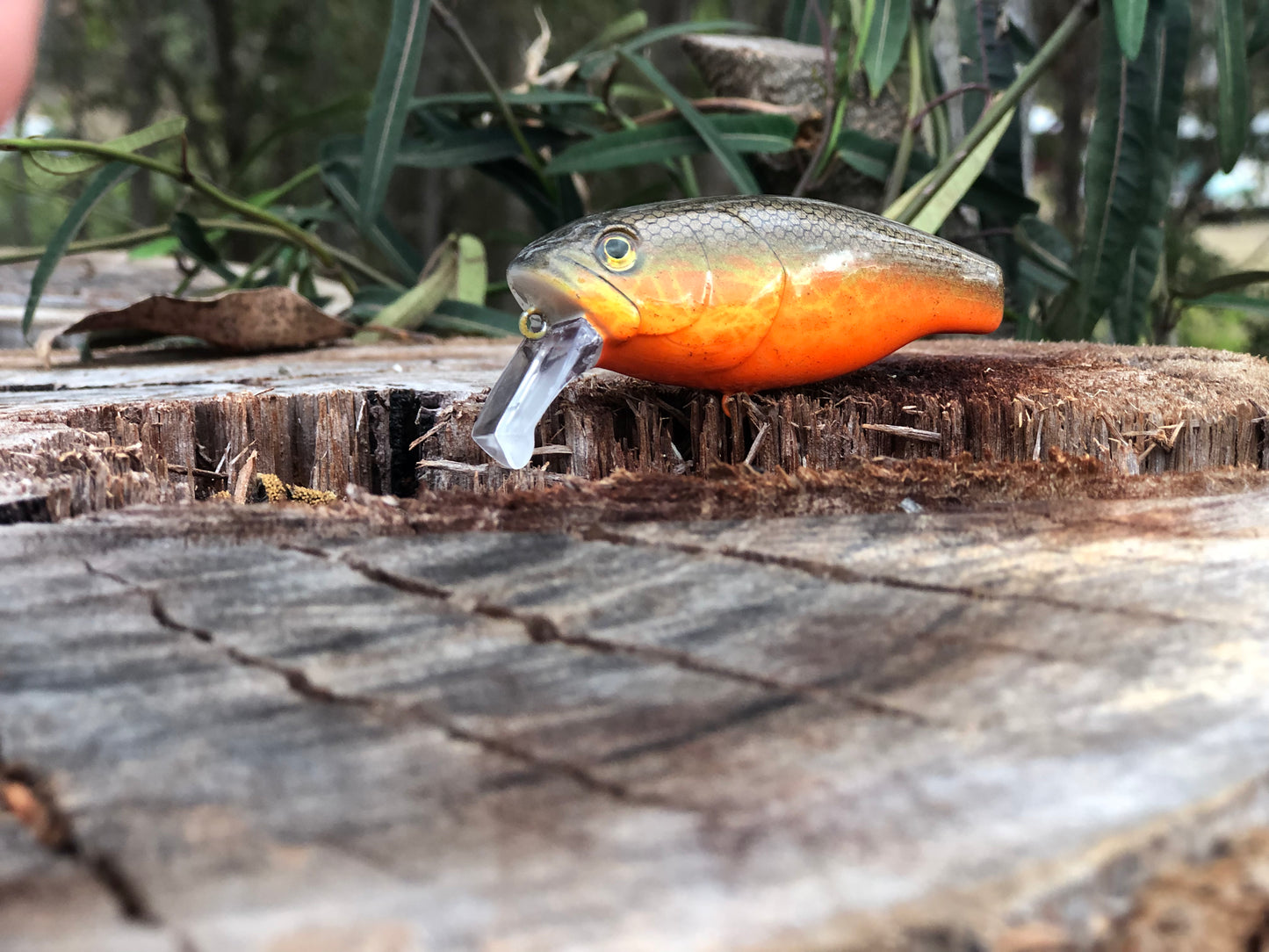 CUSTOM BATTLE FROGS