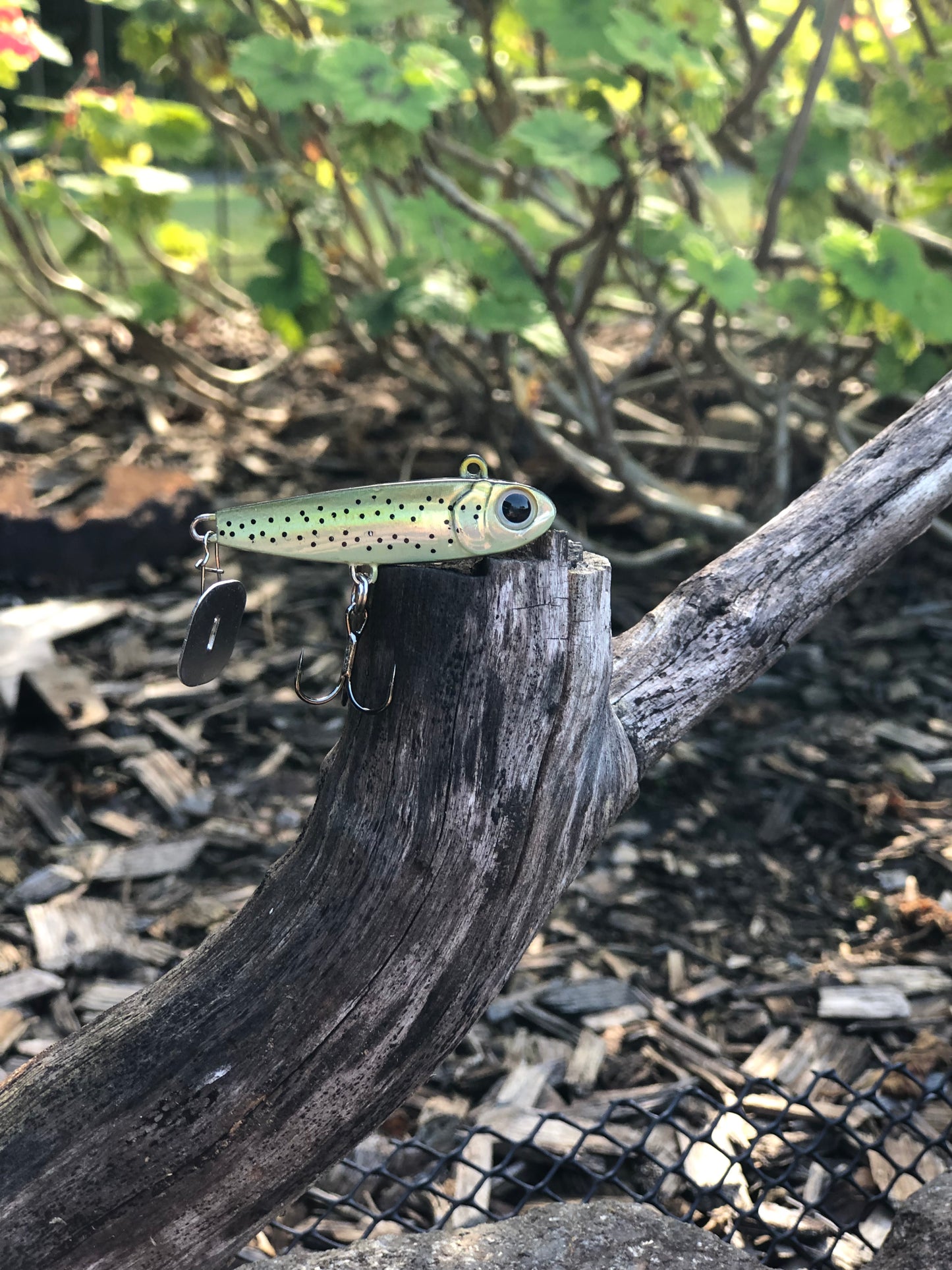 KNOCKER TAIL GUPPY