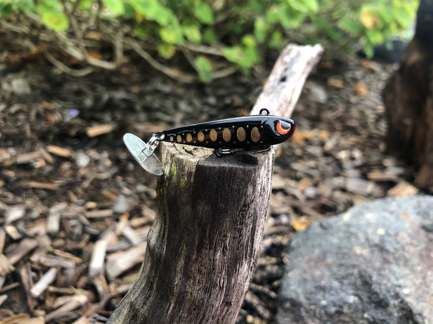KNOCKER TAIL GUPPY