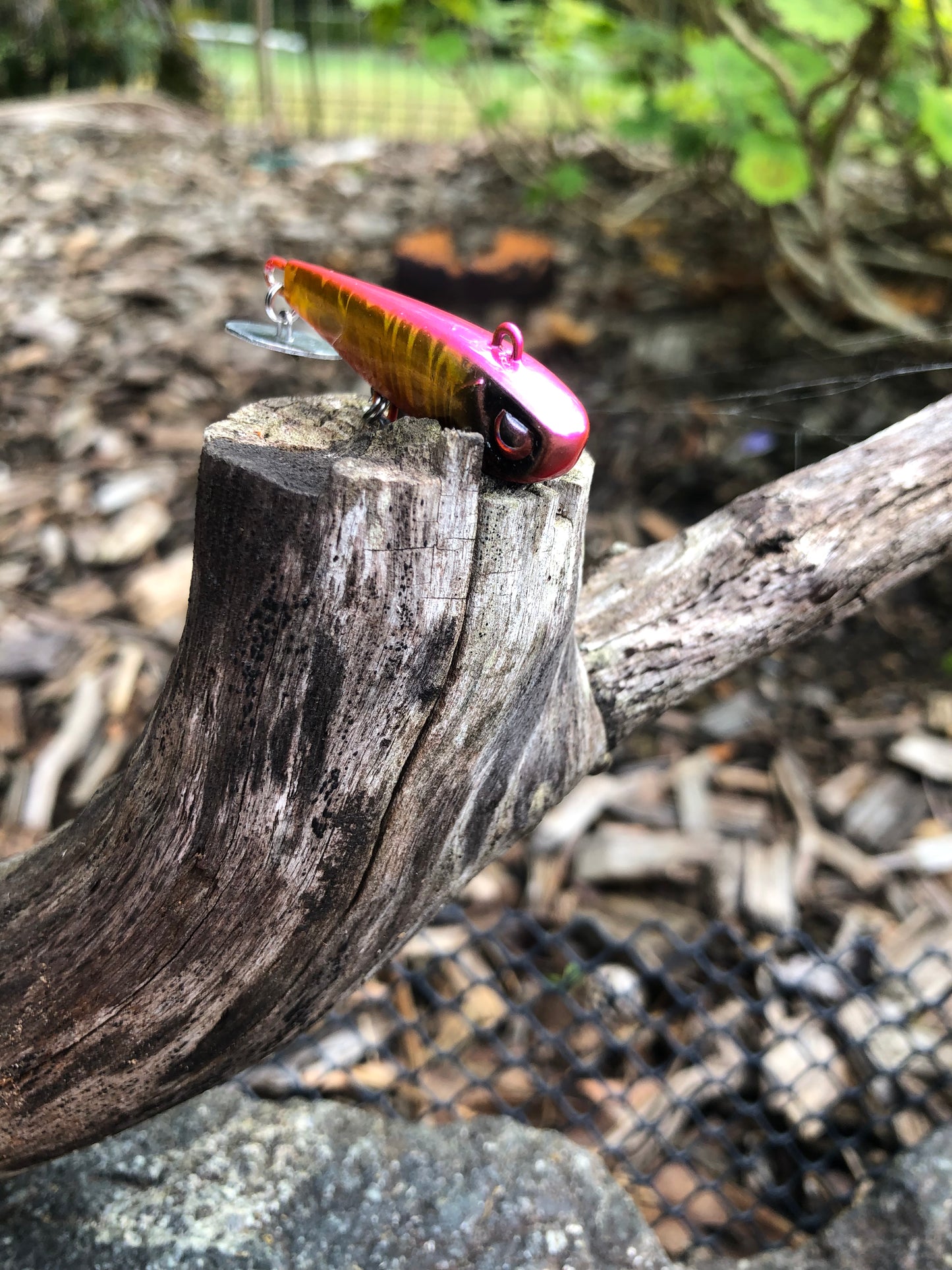 KNOCKER TAIL GUPPY