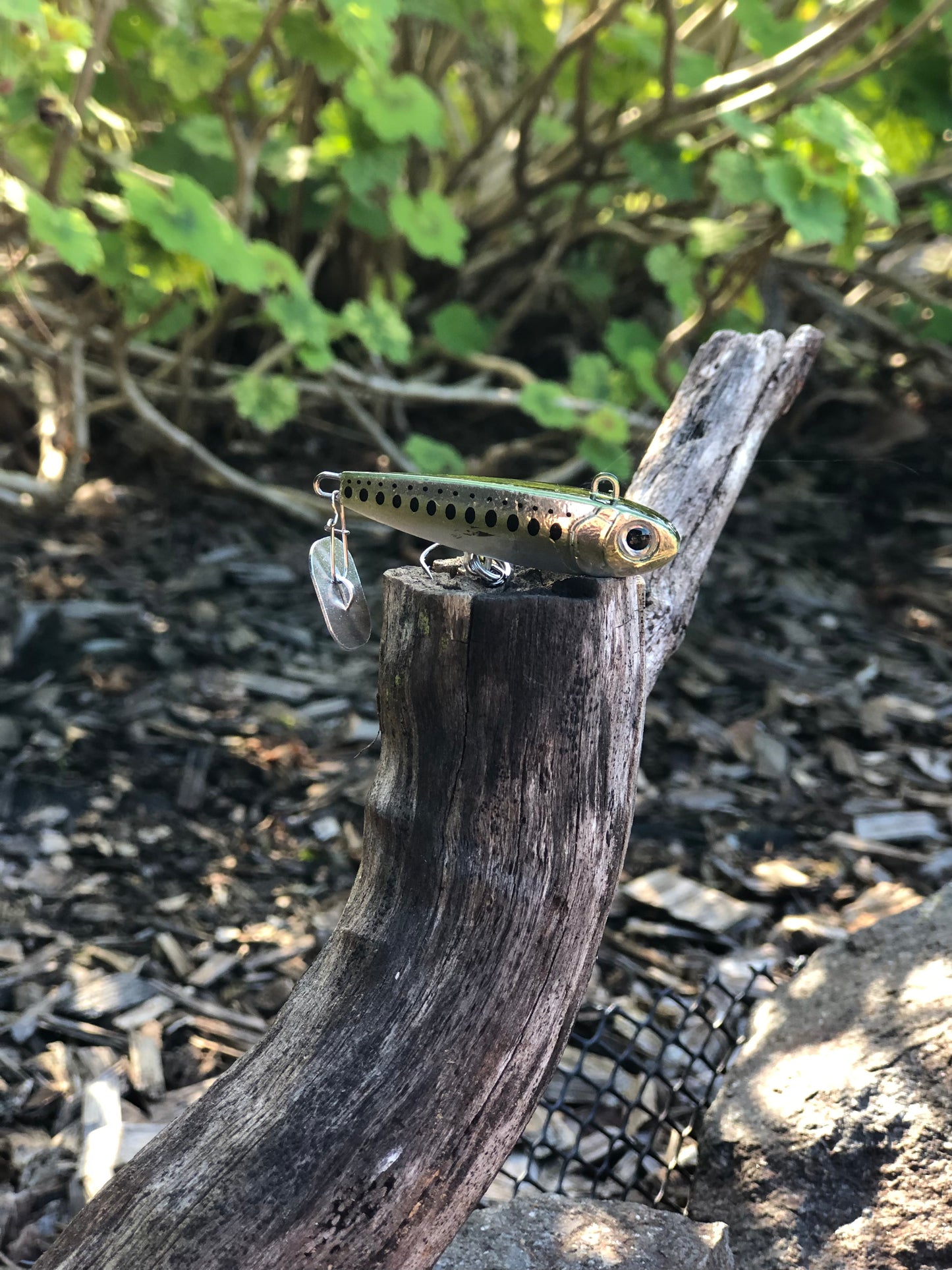 KNOCKER TAIL GUPPY