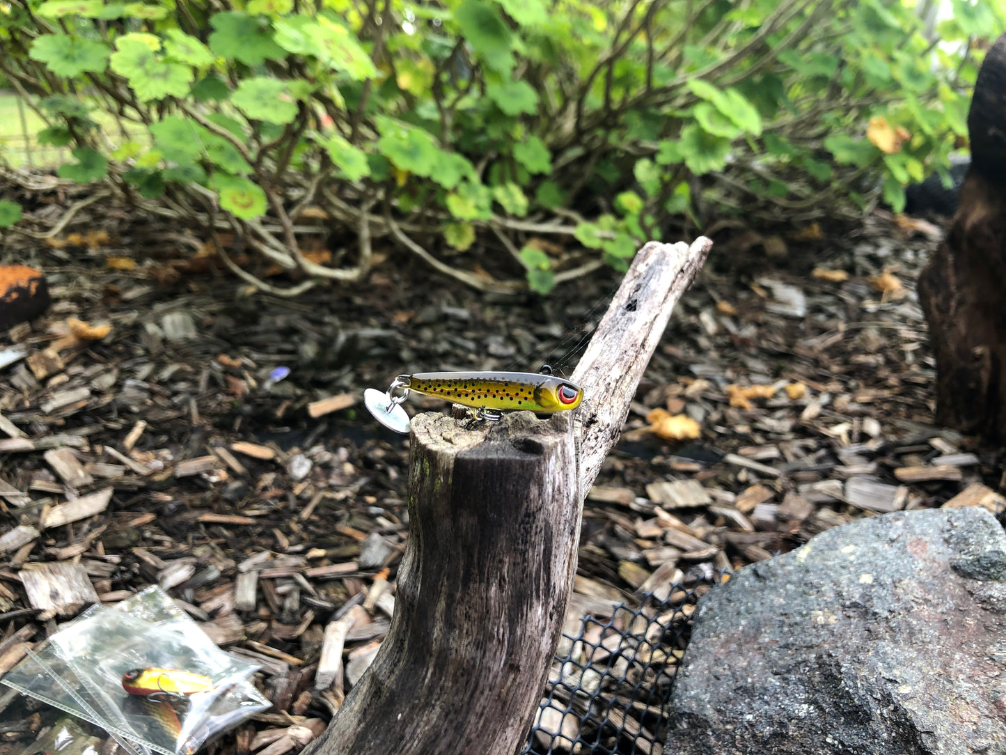 KNOCKER TAIL GUPPY
