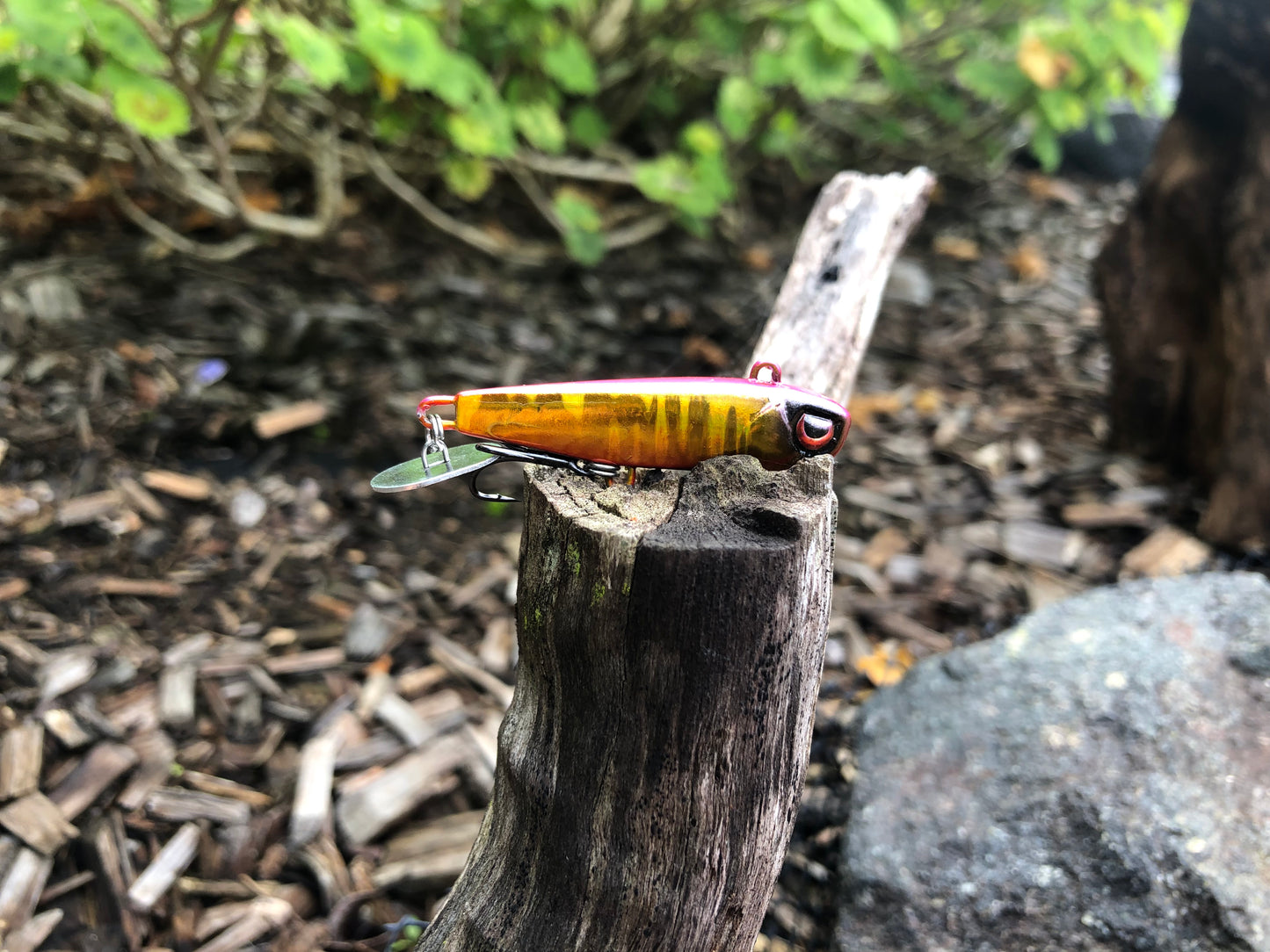 KNOCKER TAIL GUPPY
