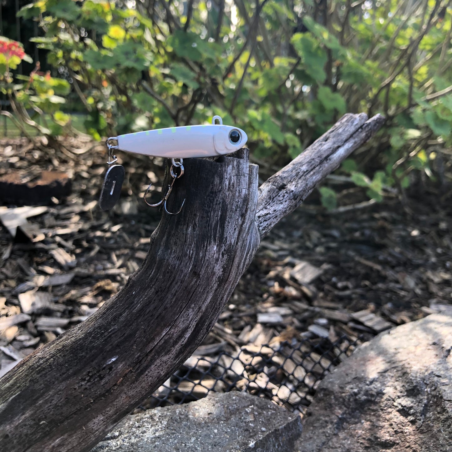 KNOCKER TAIL GUPPY