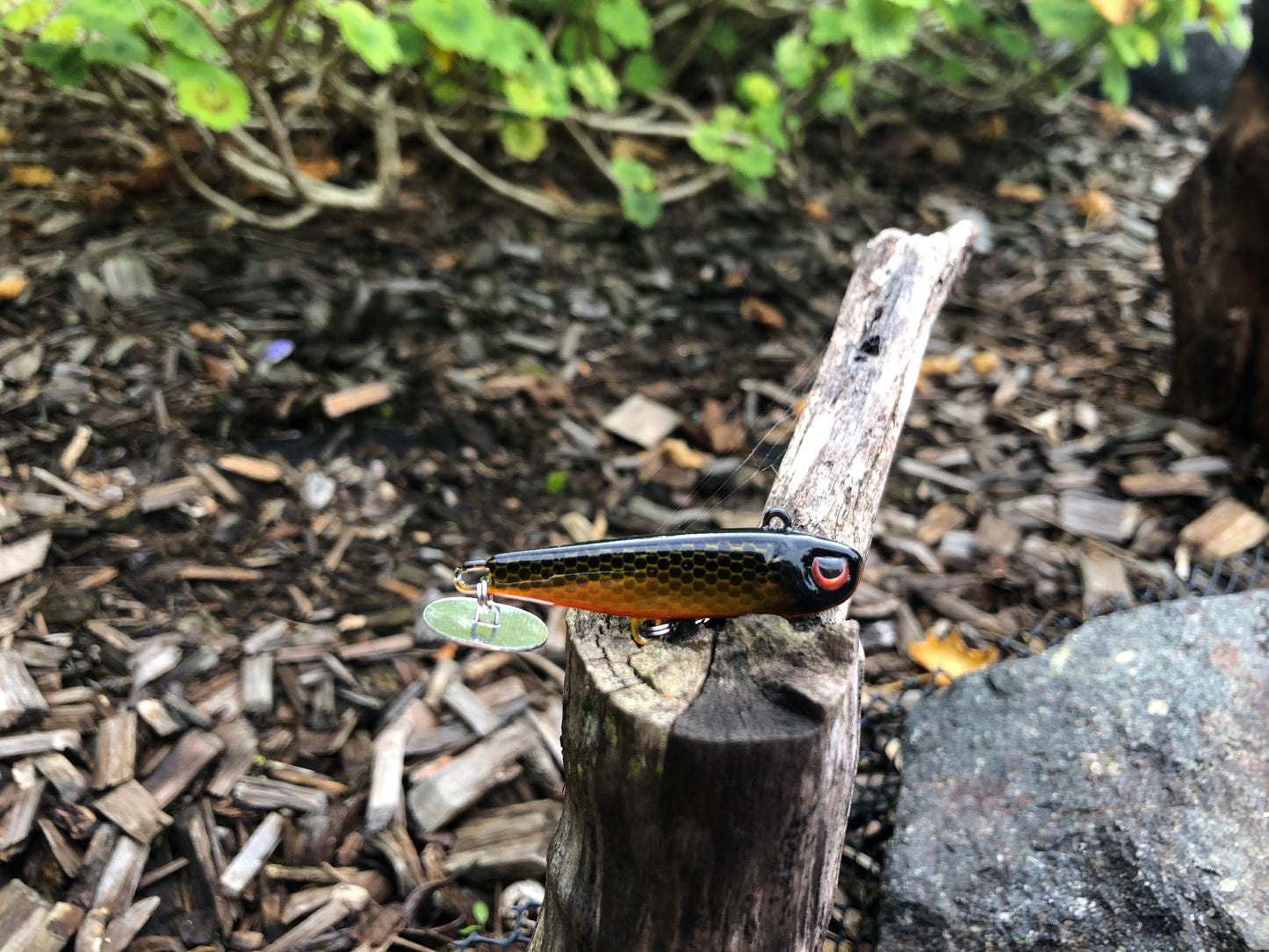 KNOCKER TAIL GUPPY