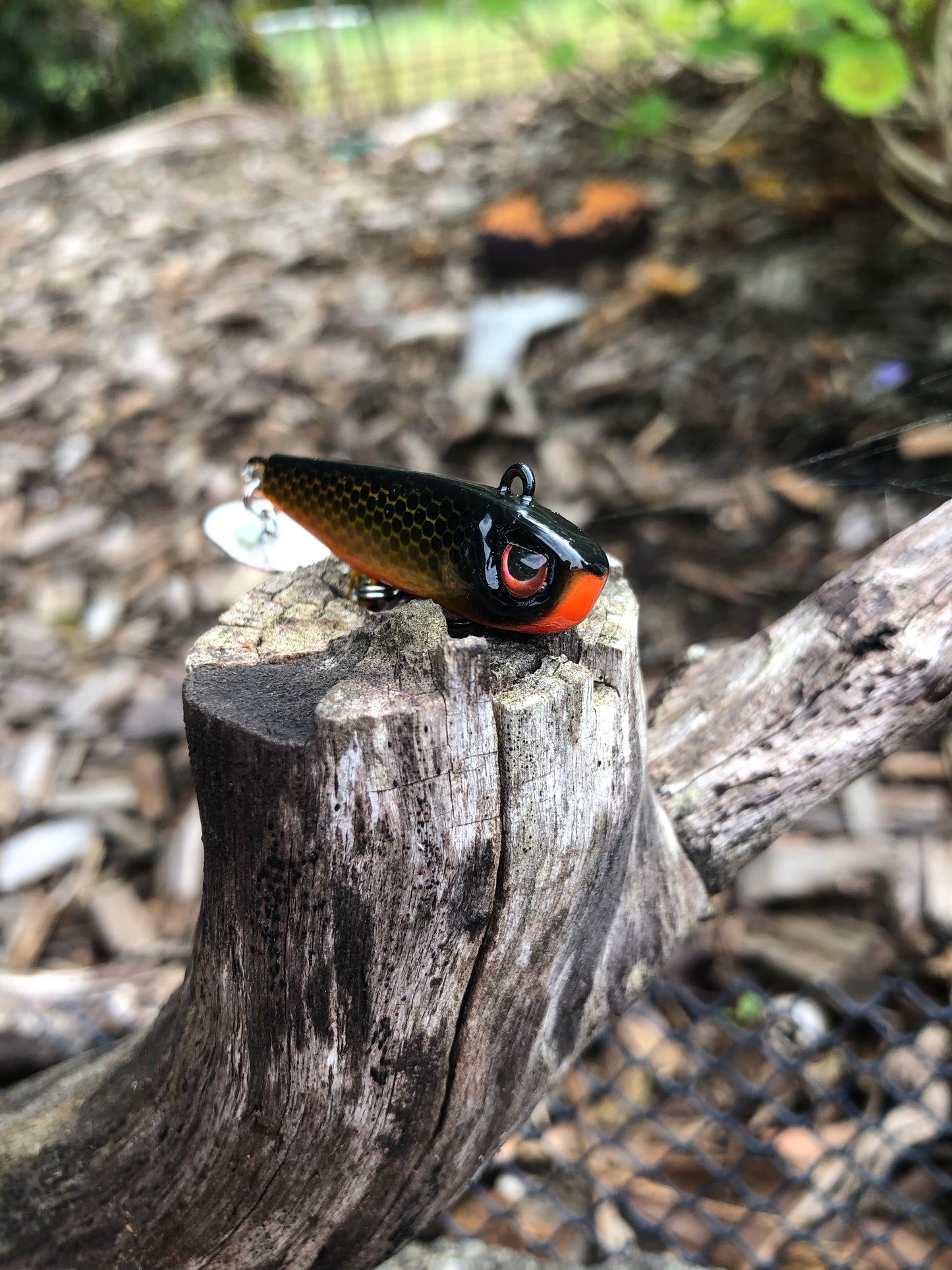 KNOCKER TAIL GUPPY