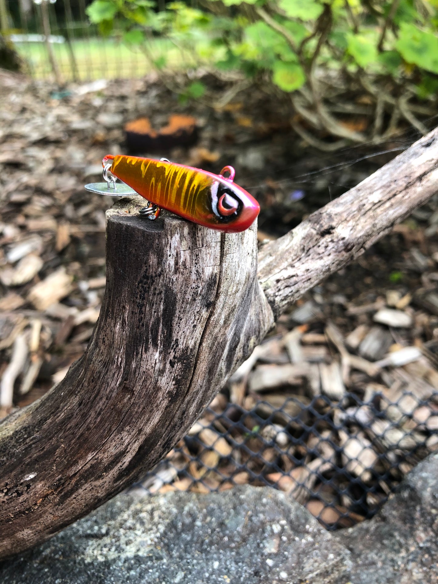 KNOCKER TAIL GUPPY