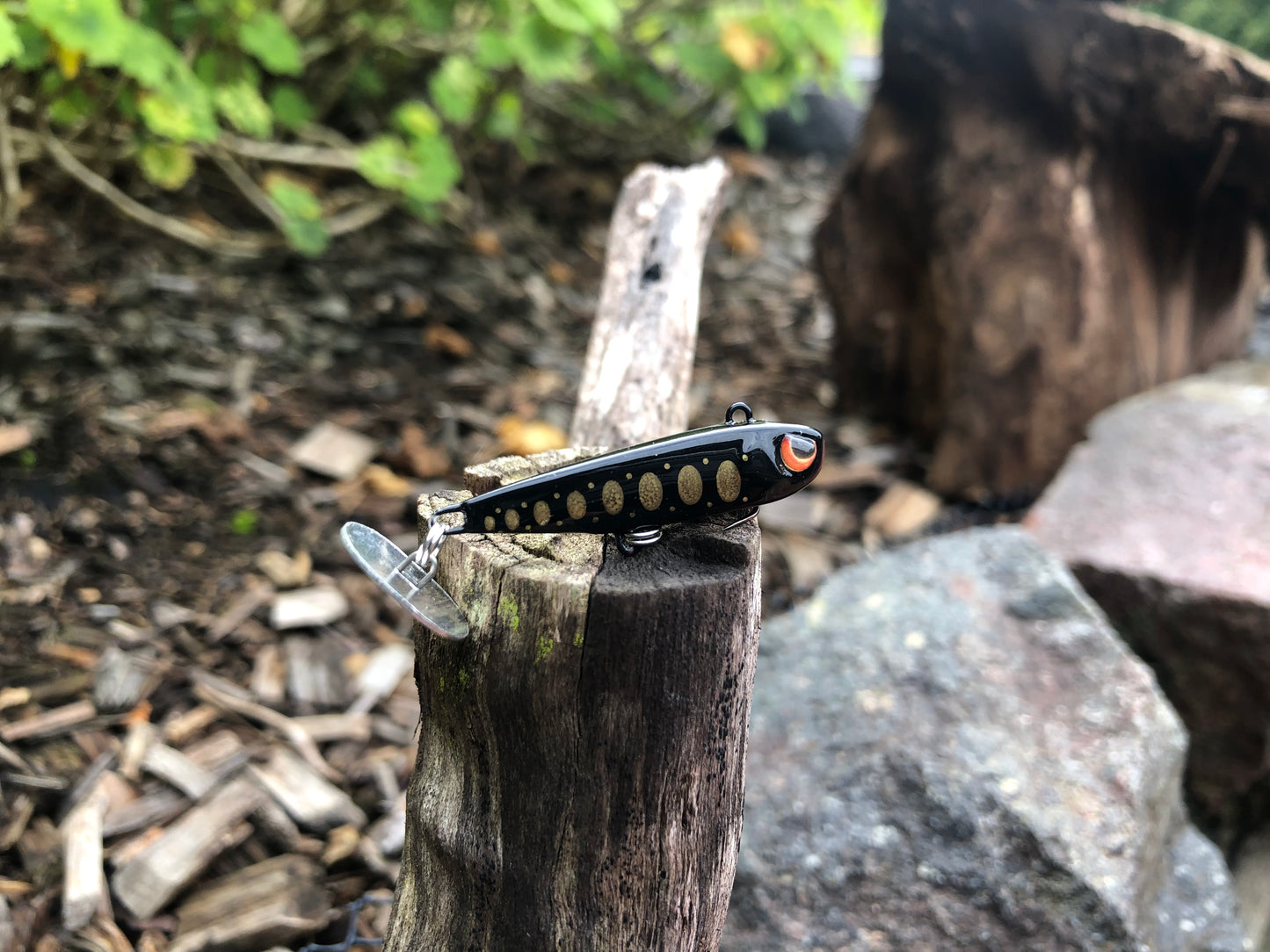 KNOCKER TAIL GUPPY