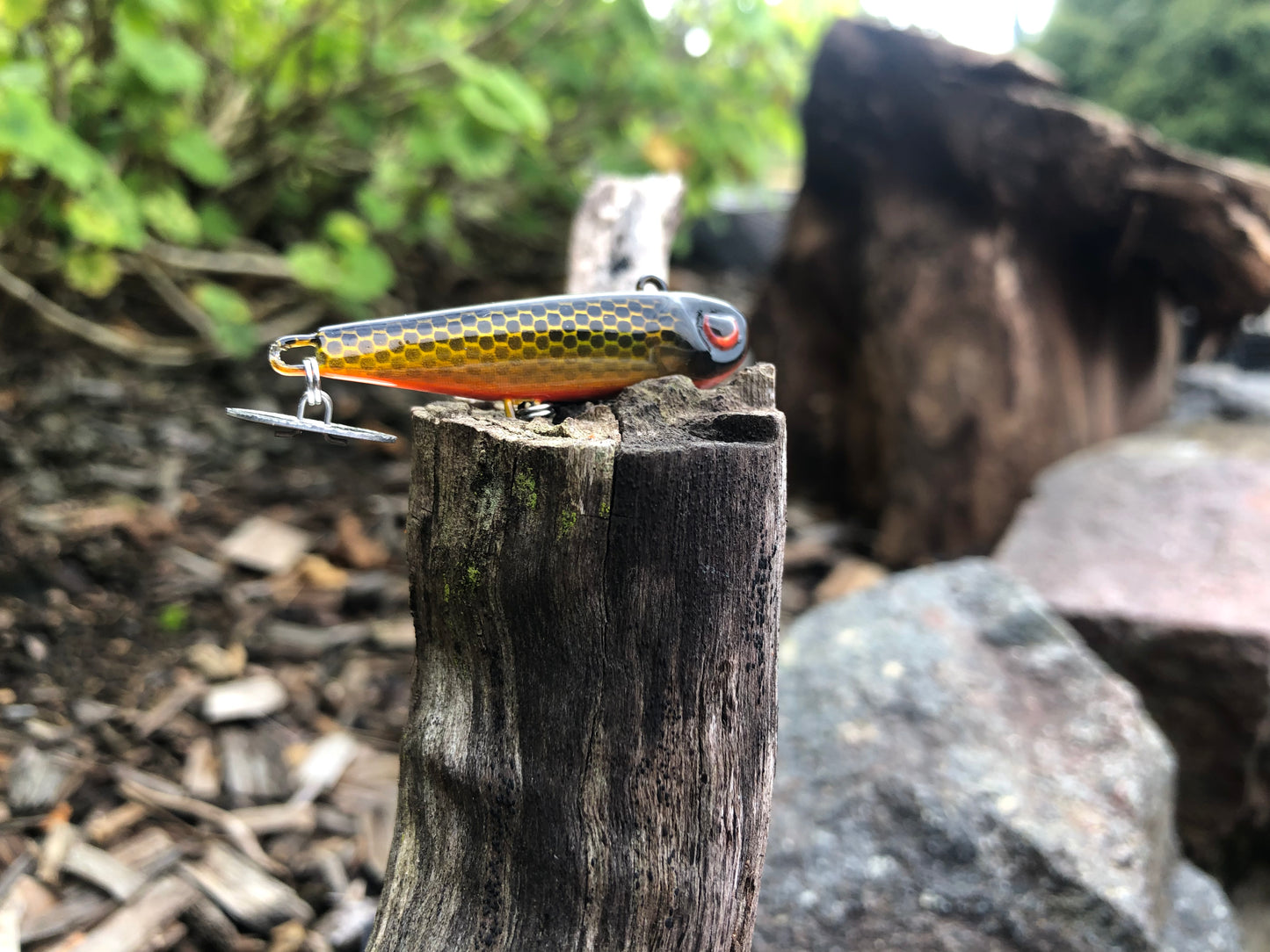 KNOCKER TAIL GUPPY