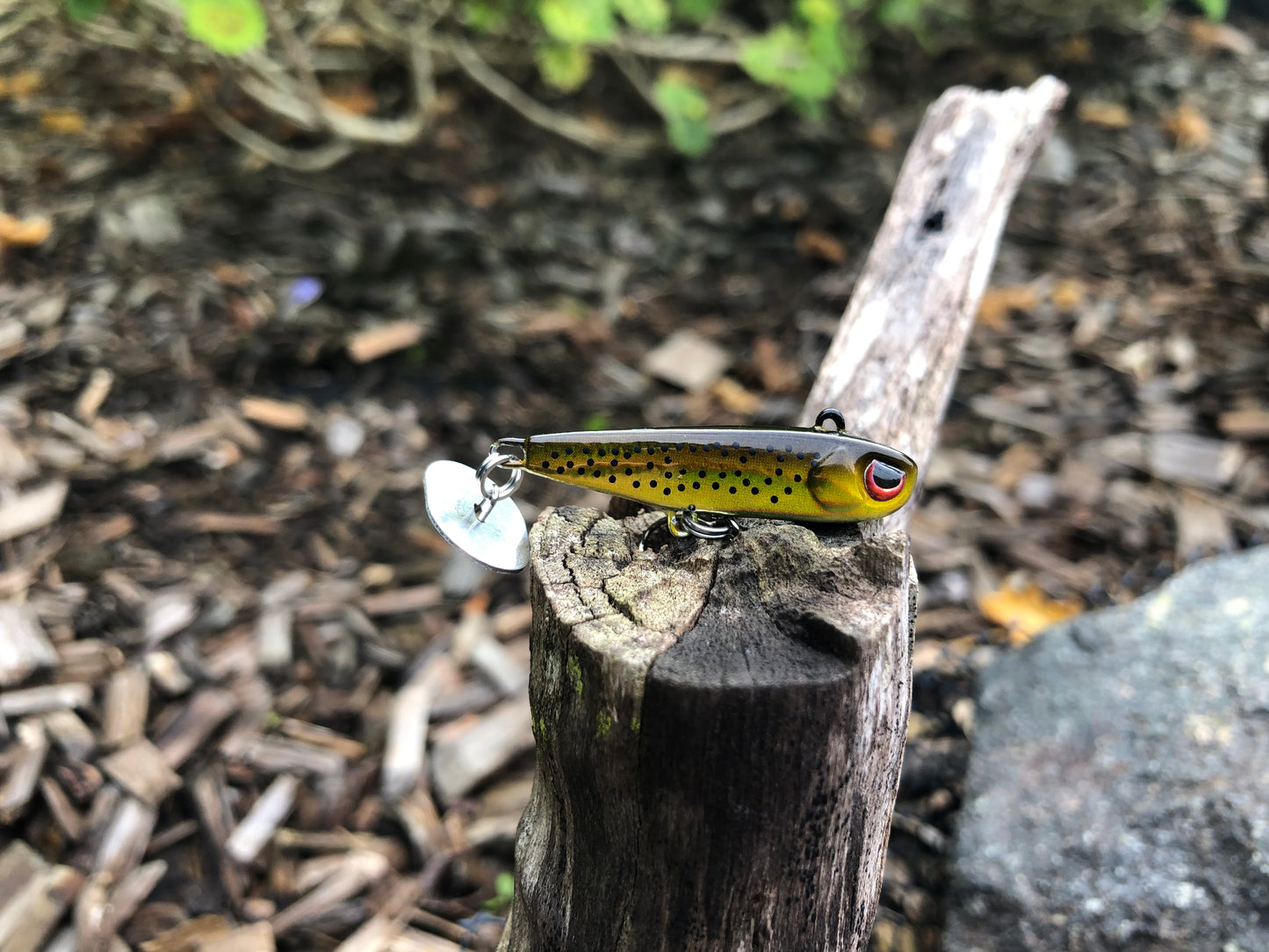 KNOCKER TAIL GUPPY