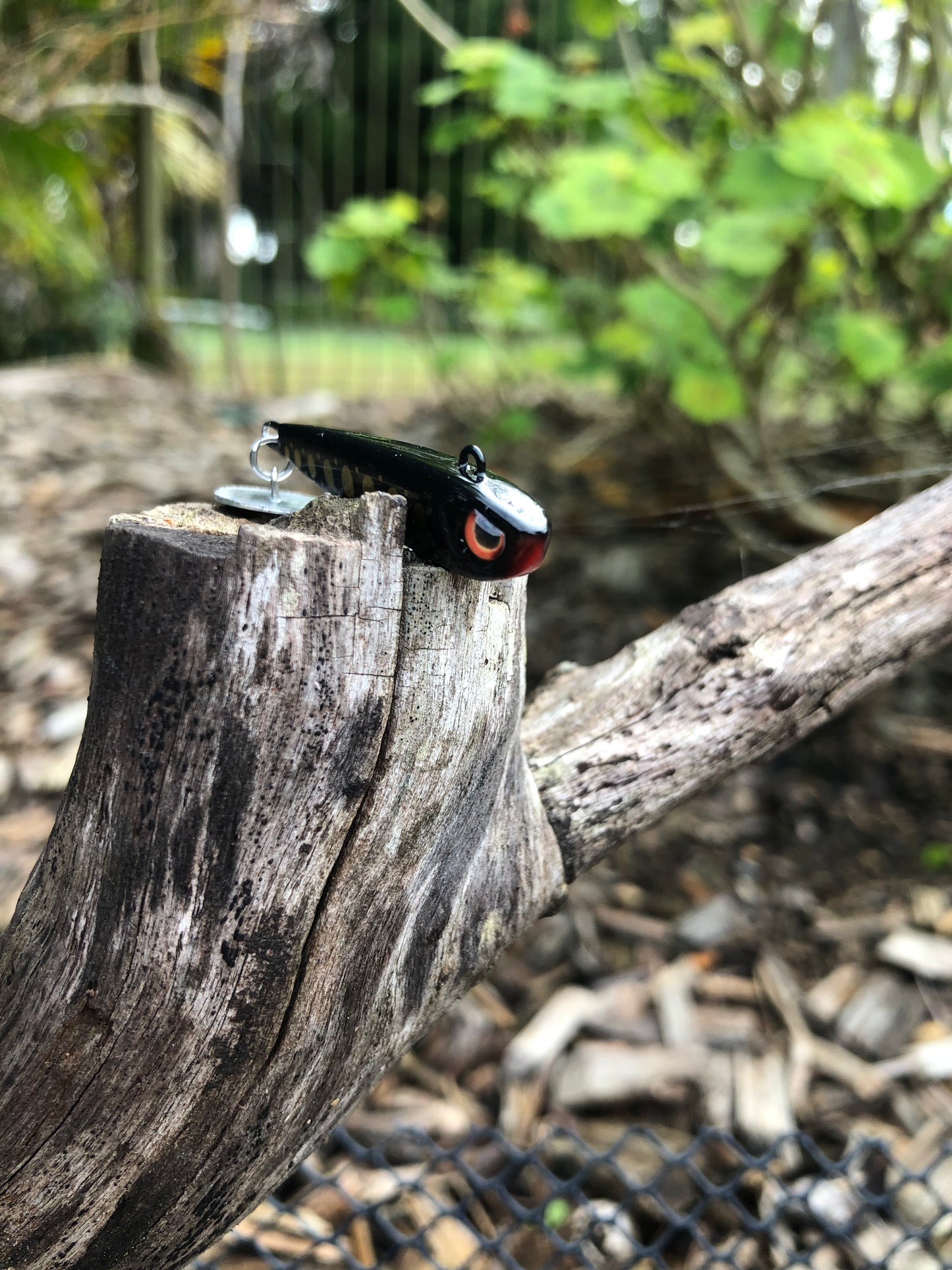 KNOCKER TAIL GUPPY