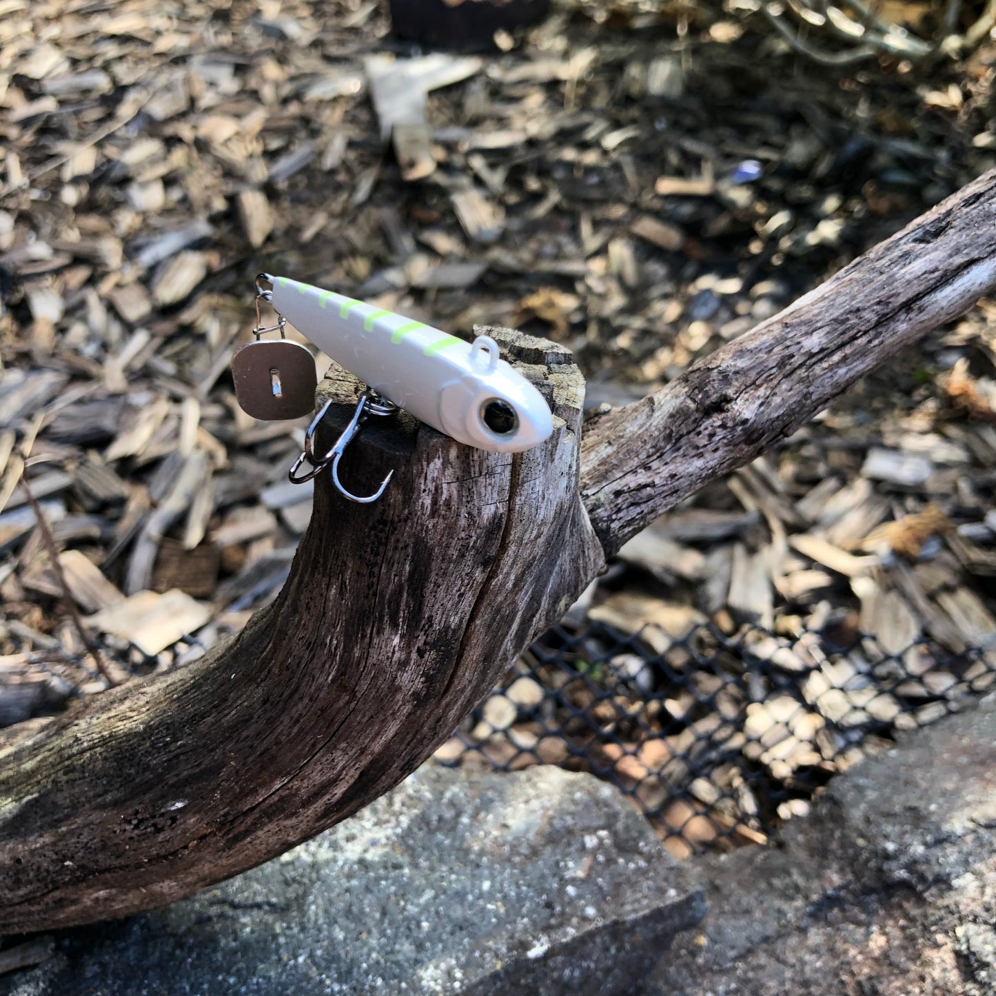 KNOCKER TAIL GUPPY