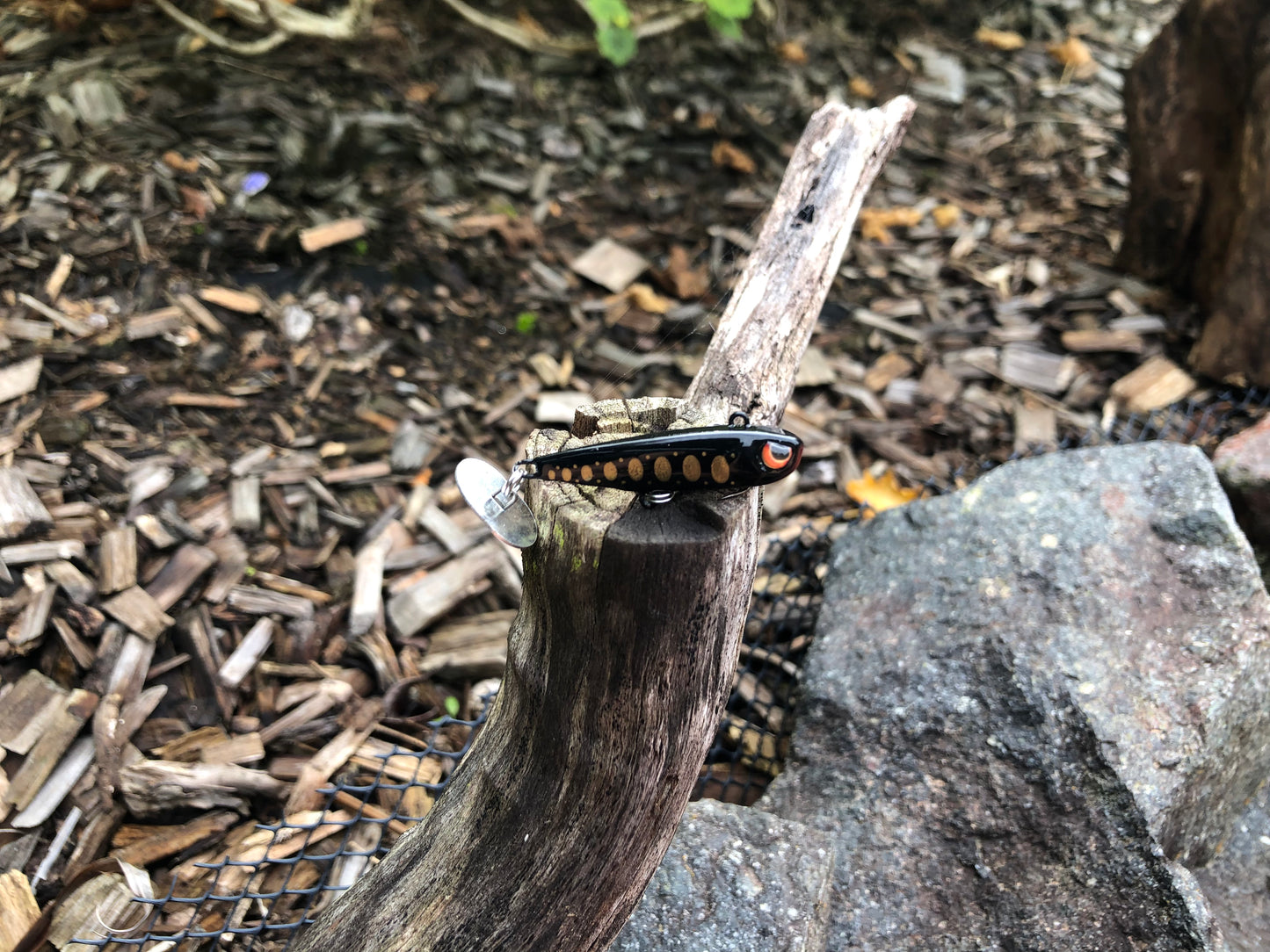 KNOCKER TAIL GUPPY