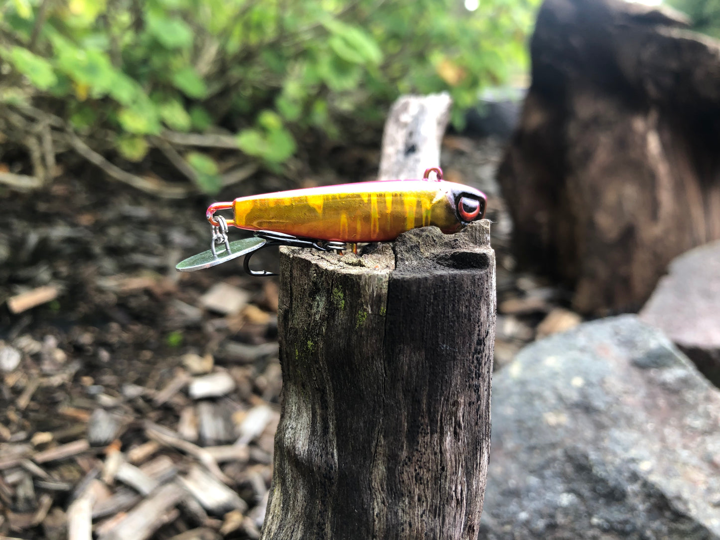 KNOCKER TAIL GUPPY