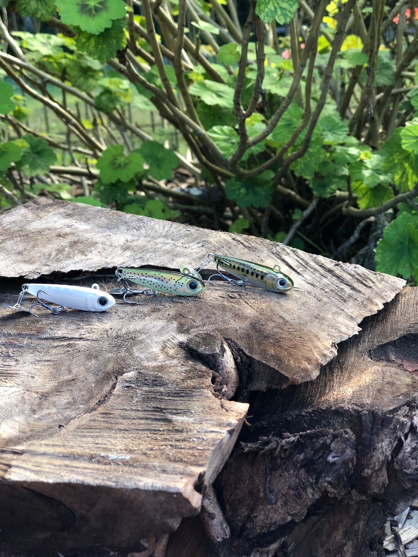 KNOCKER TAIL GUPPY