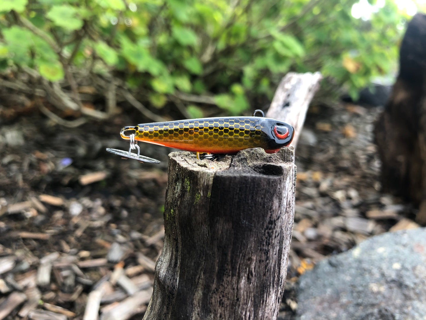 KNOCKER TAIL GUPPY
