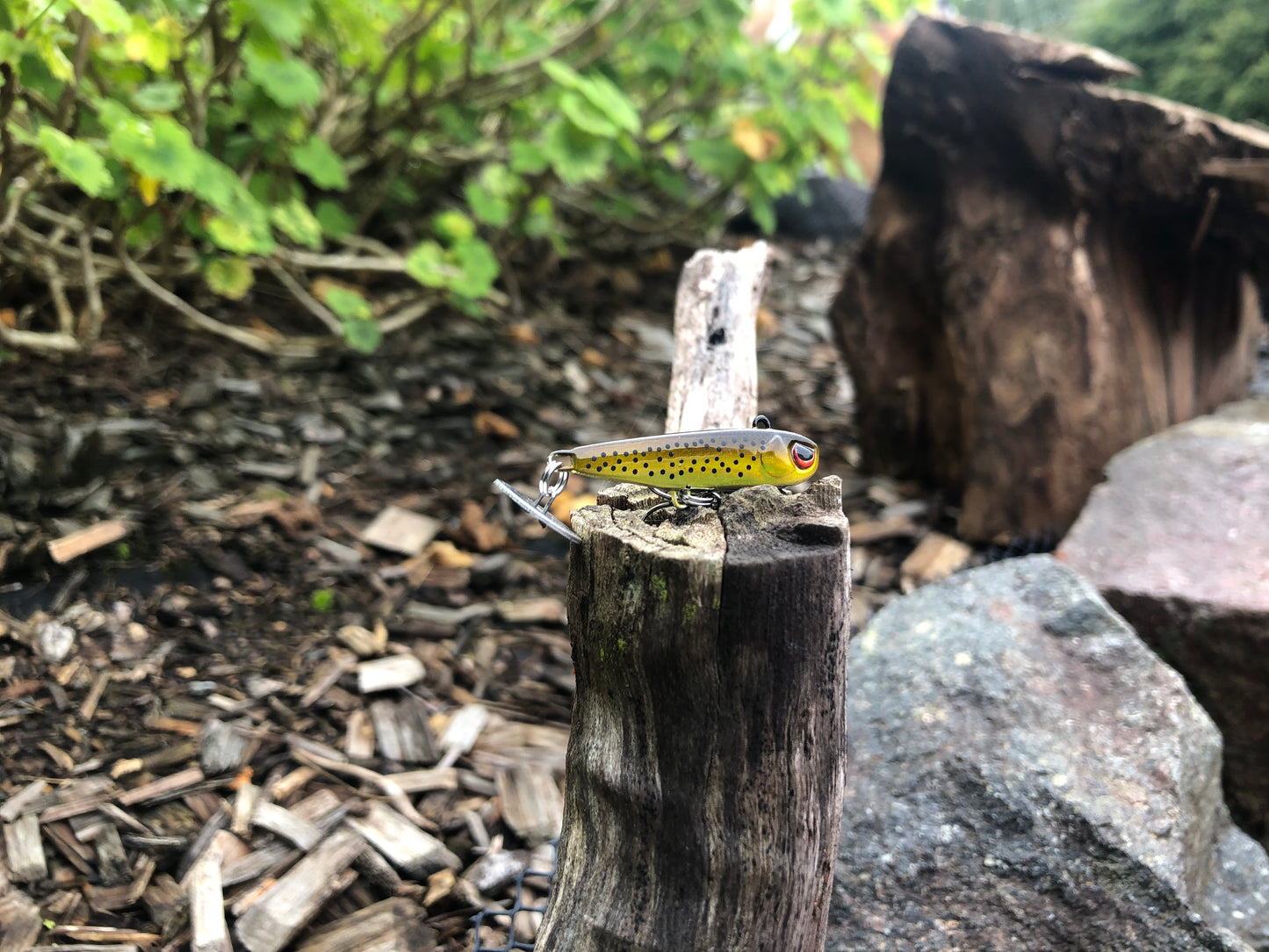 KNOCKER TAIL GUPPY