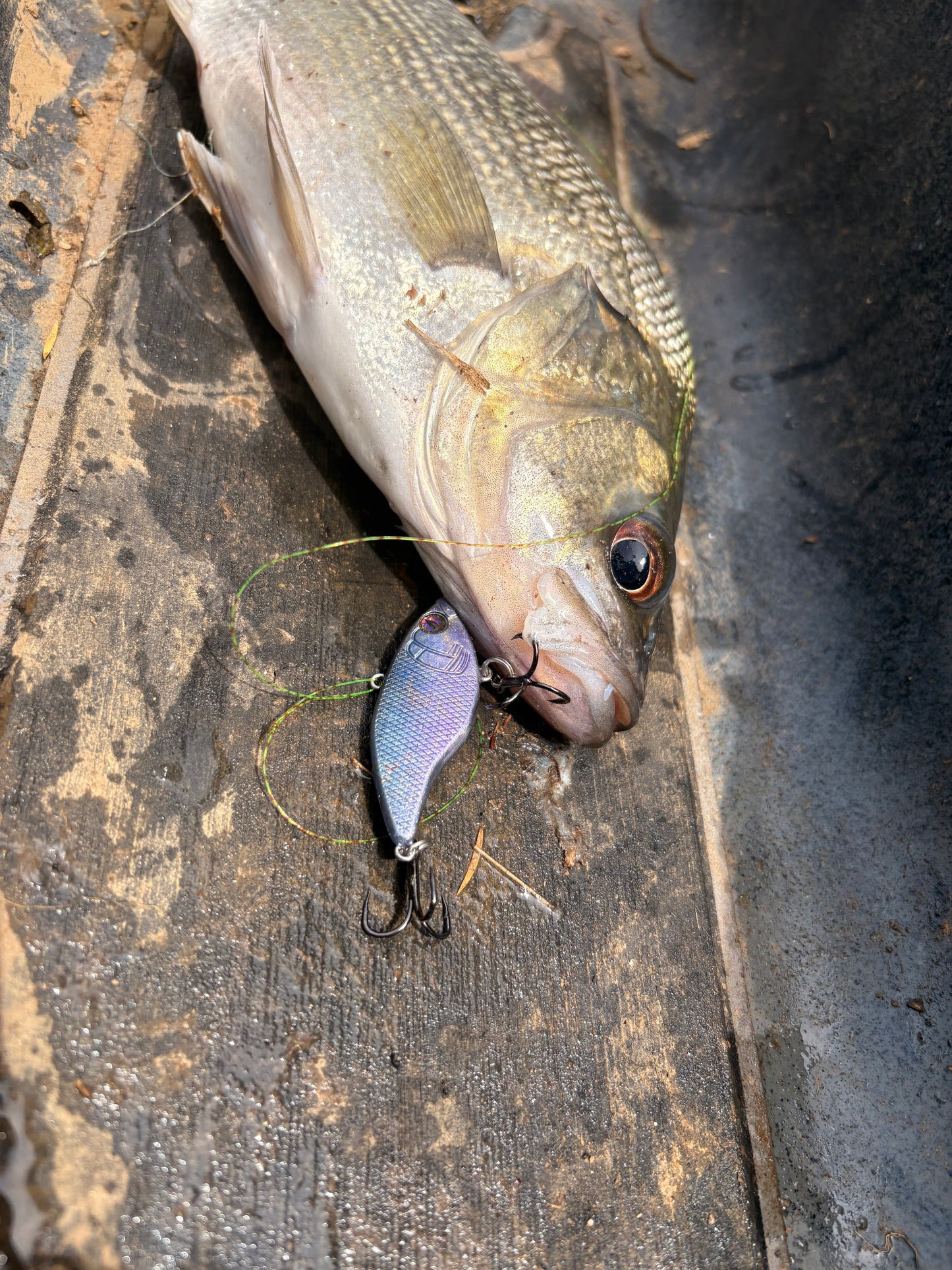 APEX VIBES LIPLESS CRANK