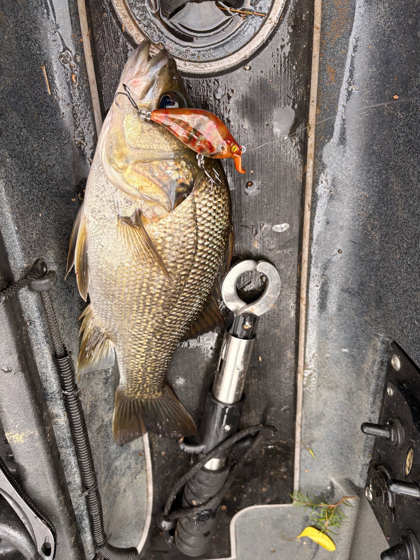 BLOODED MINNOW