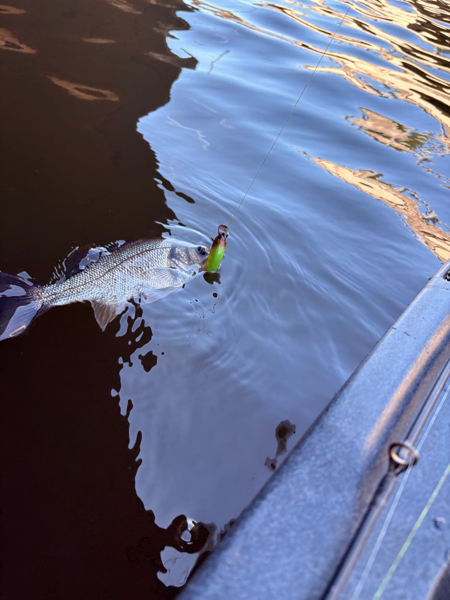 BLOODED MINNOW