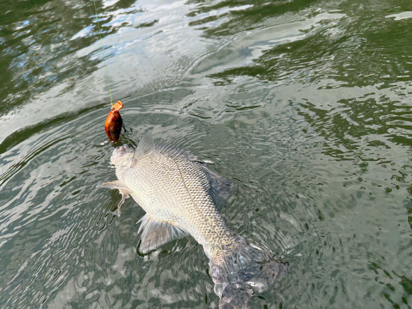 BLOODED MINNOW