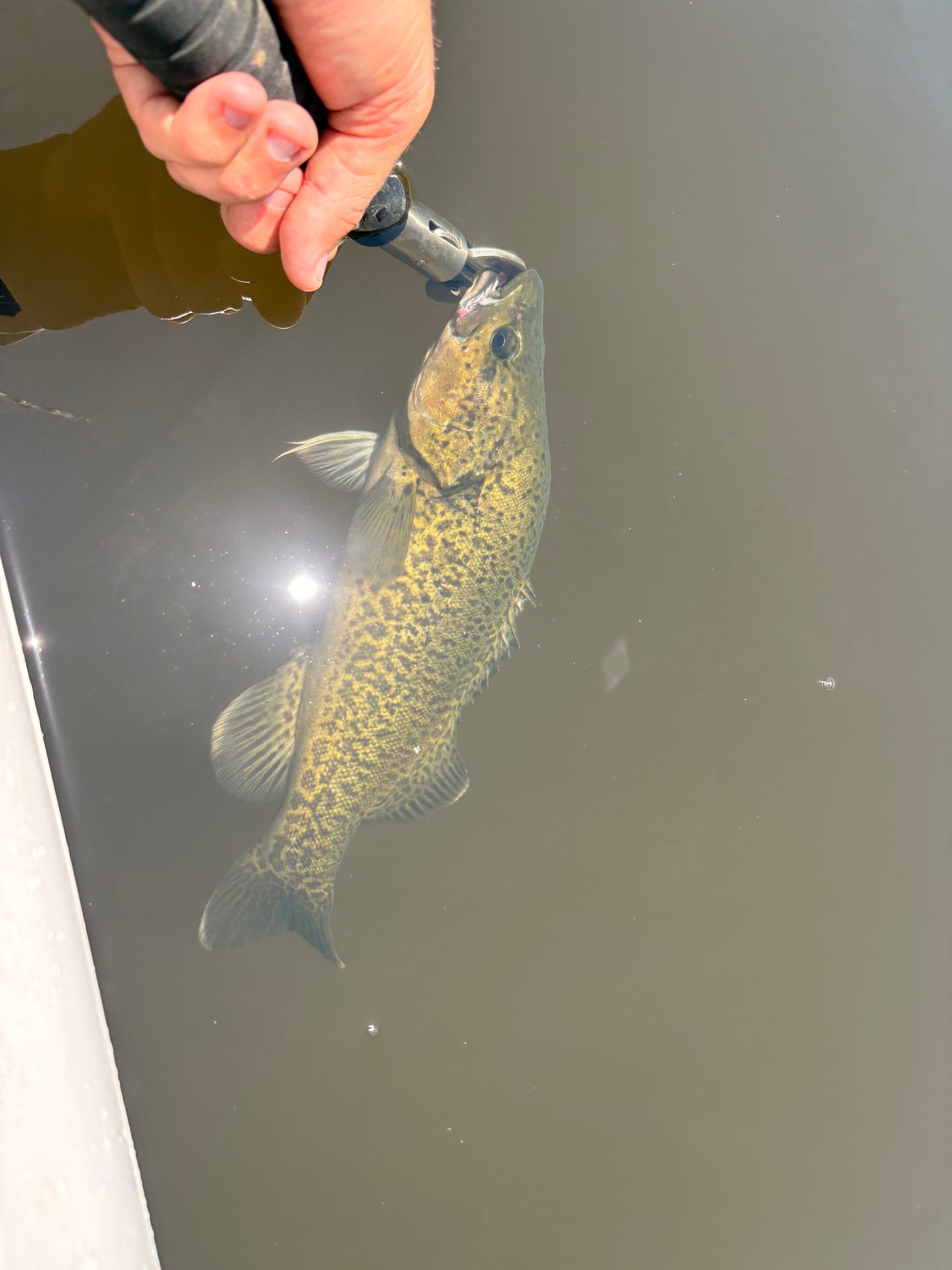 BLOODED MINNOW
