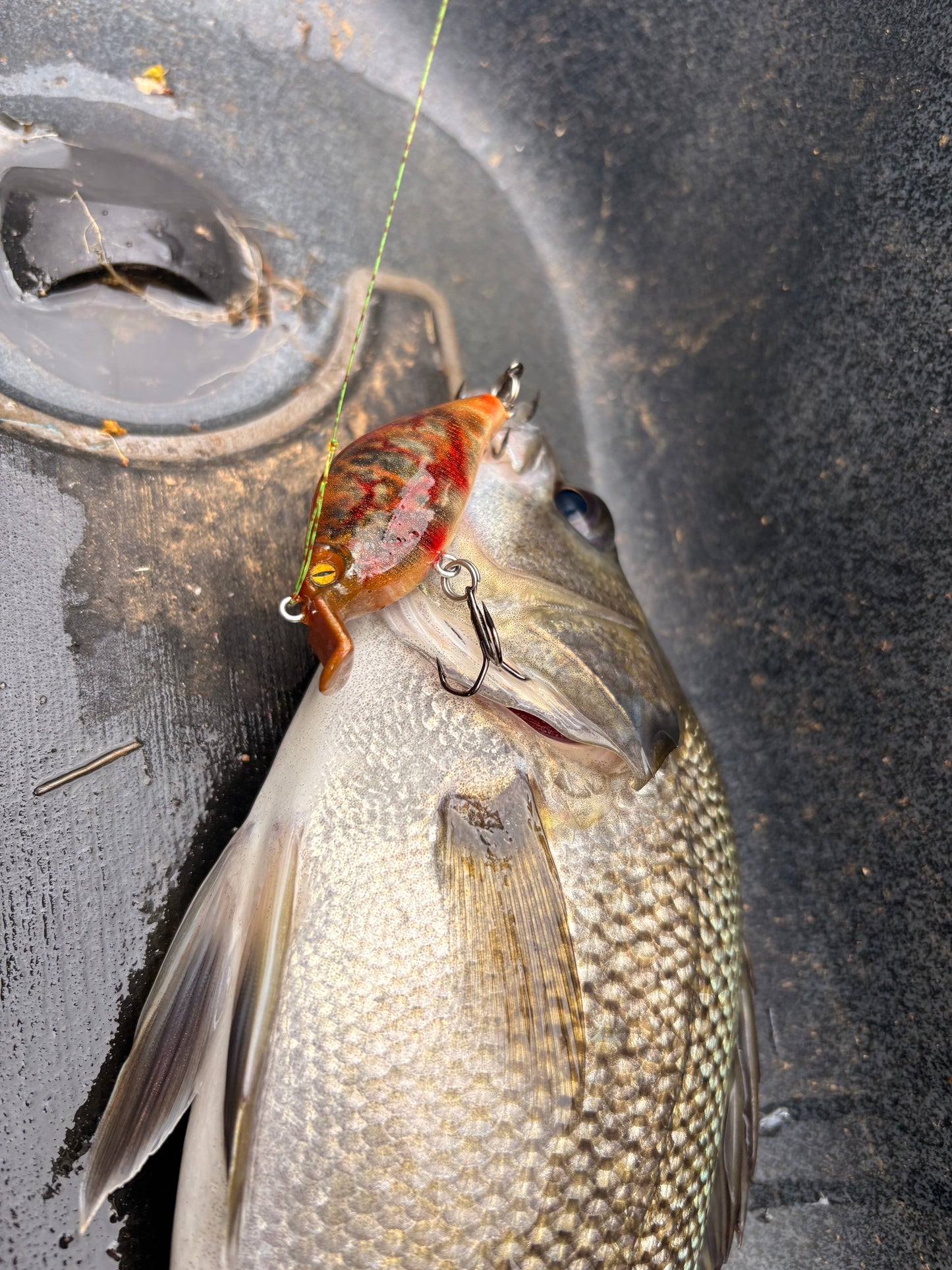BLOODED MINNOW
