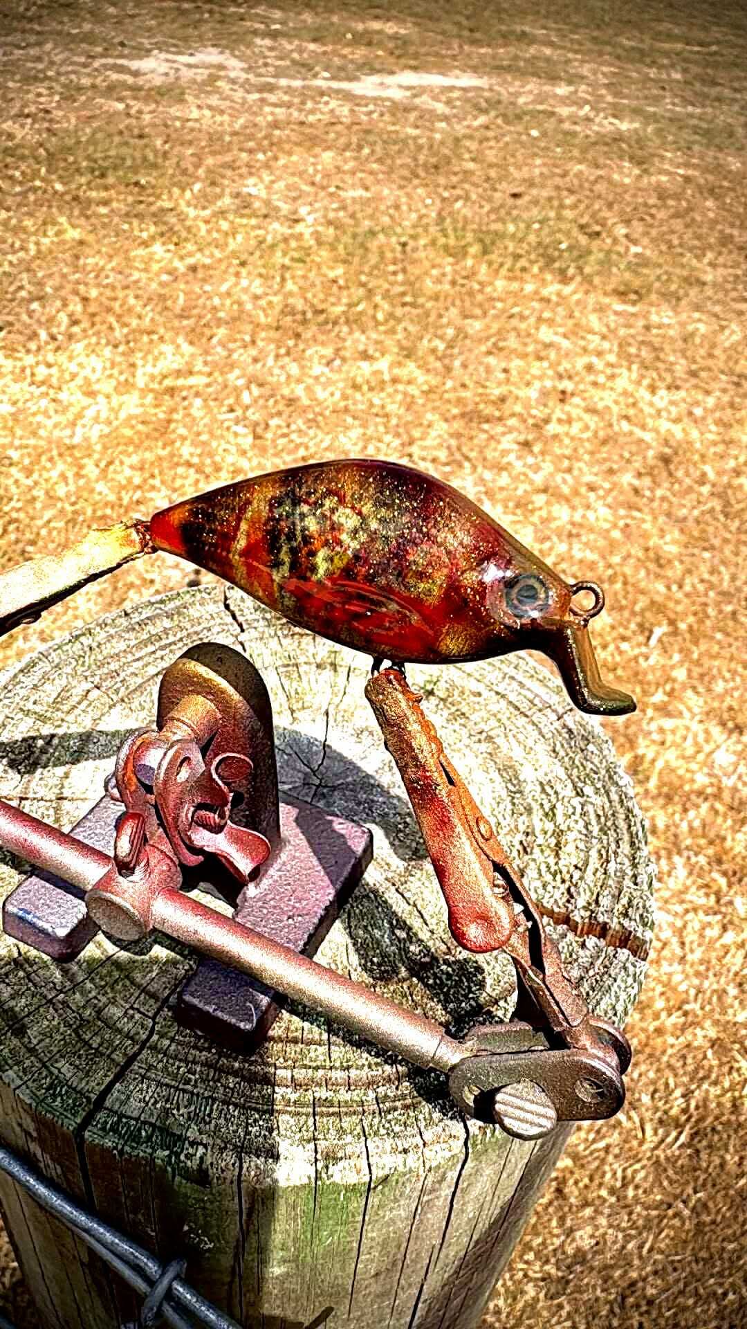 BLOODED MINNOW