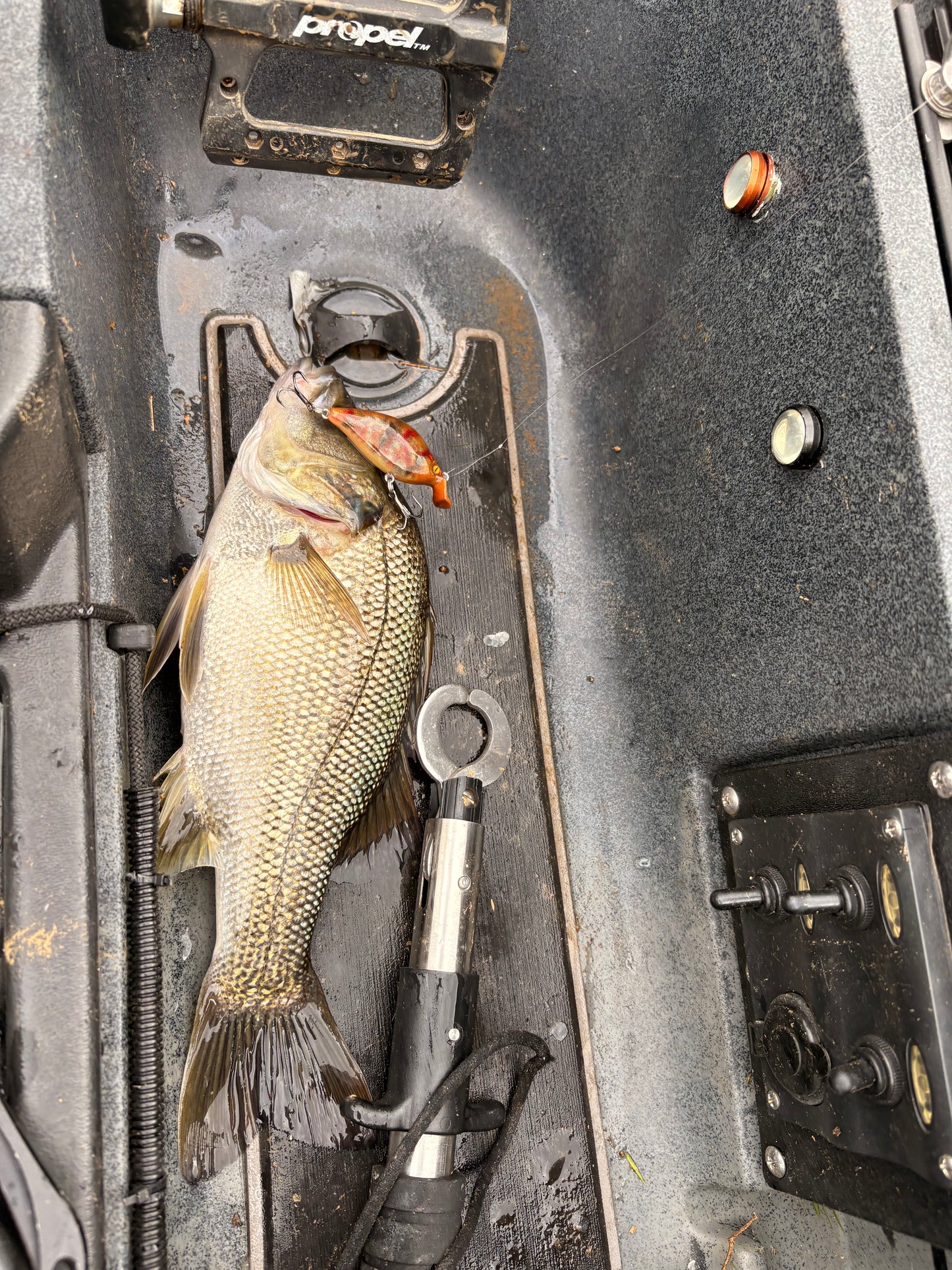 BLOODED MINNOW