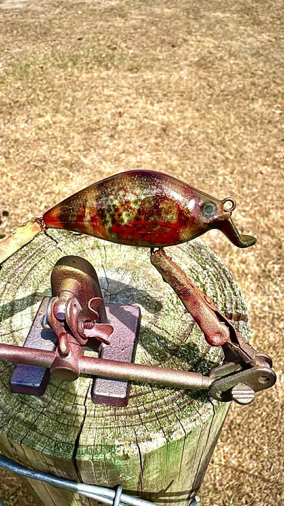 BLOODED MINNOW