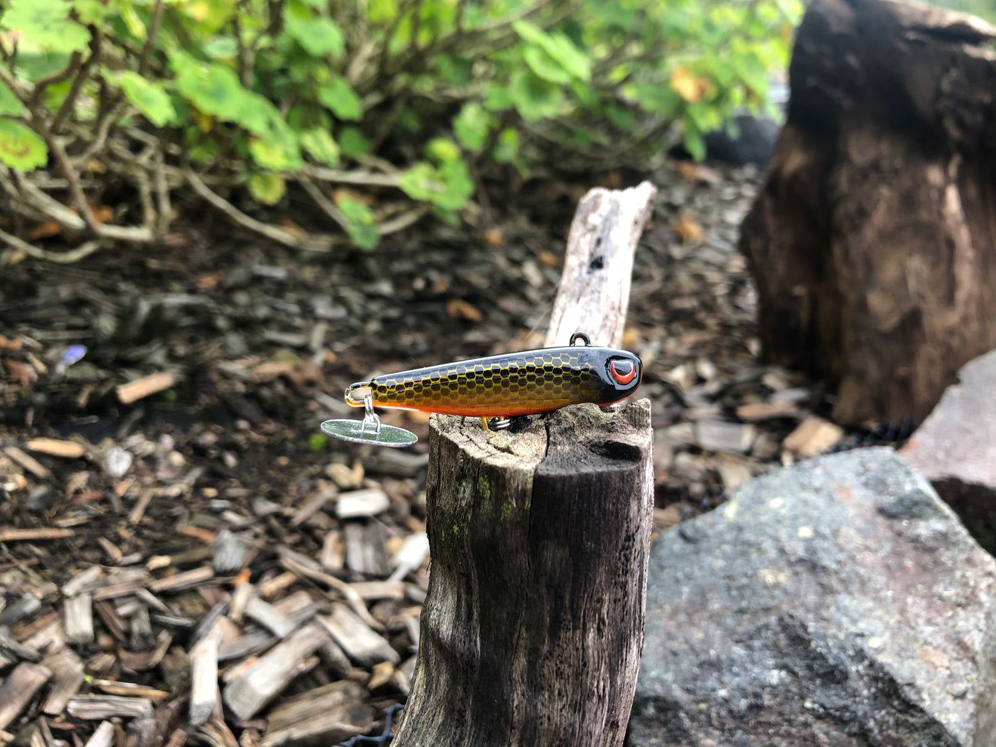 KNOCKER TAIL GUPPY