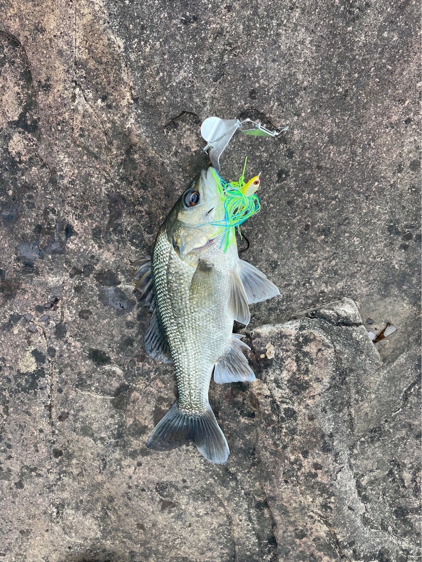 BATTLE YAK BUZZ BAIT
